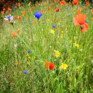 Actie Bloemenzaad 2025